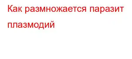 Как размножается паразит плазмодий